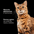 Collar Cadena Cubana Kanu Pet Dorada Para Perro y Gato
