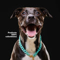 Collar Cadena Acrilica Kanu Agua Marina Para Perro y Gato