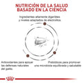 Alimento Para Gato Royal Canin Kitten Gastrointestinal
