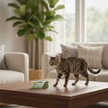 Antipulgas Nexgard Combo  para Gatos  L de 2.5 a 7.5 Kg Una sola 1 Dósis