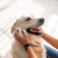 Baño Seco Espumoso Diario Kanu Vet para Perros