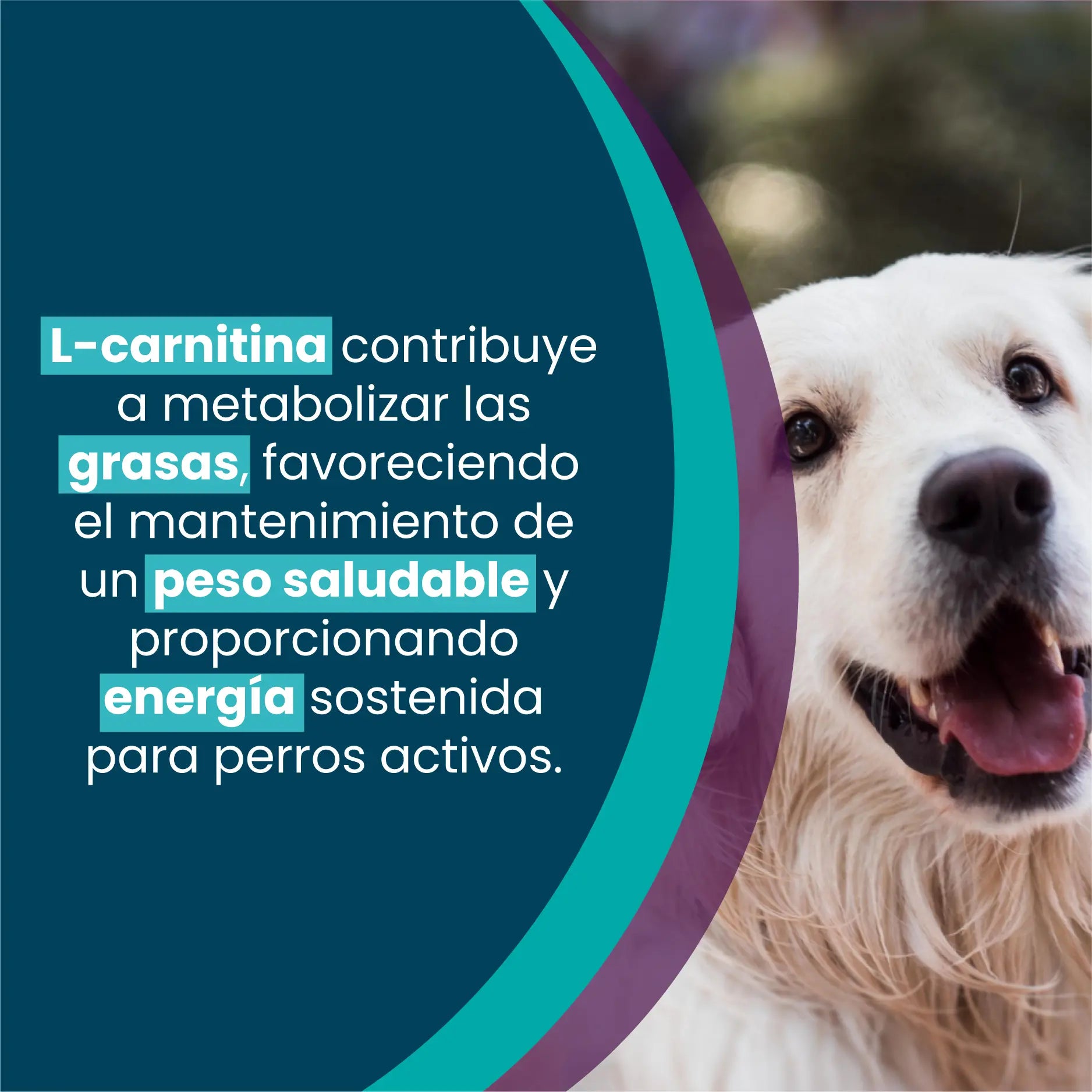 Banner_de_producto_Mobile__1-Kanu Pet