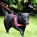 Arnes Kong Norwegian Rojo Para Perro