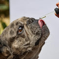 Esencia Floral Sin Estrés Kanu Pet para perros y gatos