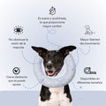 Collar Dona Isabelina Gris con Estrellas Kanu Vet Para Perro y Gato
