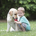 Portapasabocas kong classic para perro