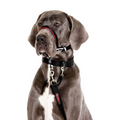 Coa Halti Headcollar T4 para perro