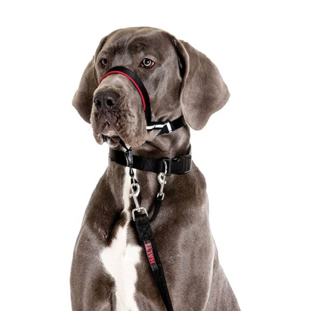 Coa Halti Headcollar T4 para perro