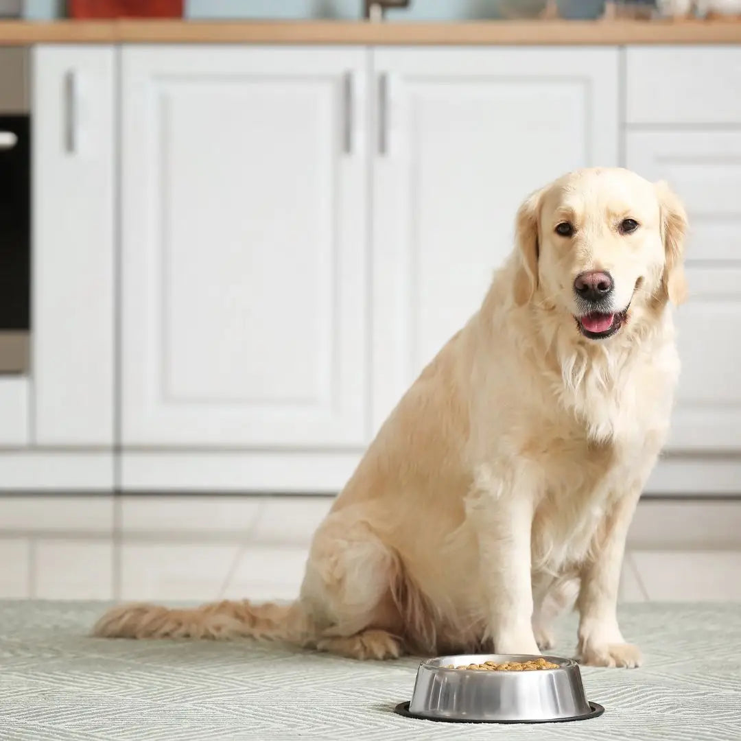 Alimento húmedo Chef recipe Cerdo perros toda razas
