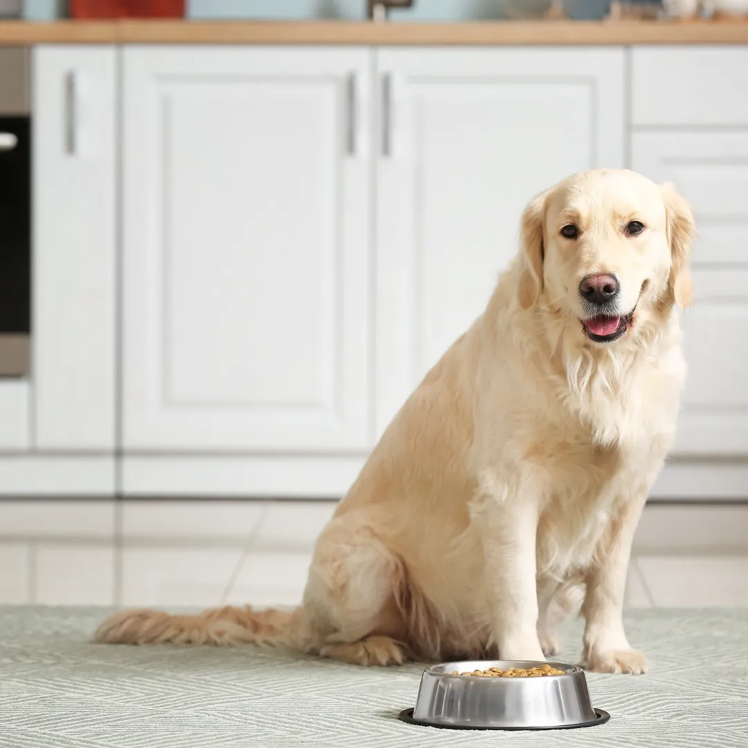 Alimento Húmedo Completo Chef's Recipe Carne de Cerdo Kanu Pet para perros