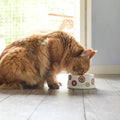 Alimento Húmedo Completo Chef's Recipe Salmón Kanu Pet para Gatos