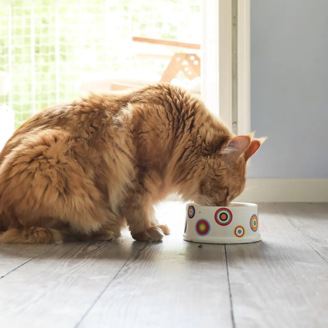 Alimento Húmedo Completo Chef's Recipe Salmón Kanu Pet para Gatos