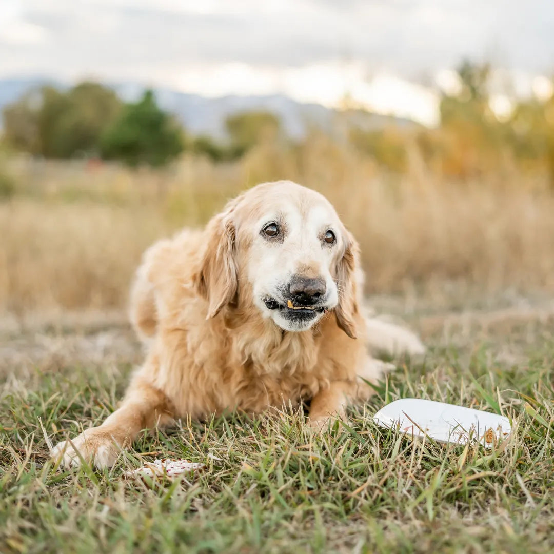 Alimento Húmedo Completo Chef's Recipe Kanu Pet para Perro Senior