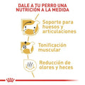 Alimento para perro Royal Canin Dachshund