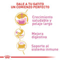 Alimento para gato Royal Canin Persa Cachorro