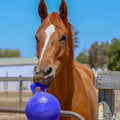 Juguete Jolly Ball 10” para Caballos