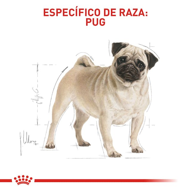 Alimento para perro Royal Canin Pug Adulto-Kanu Pet